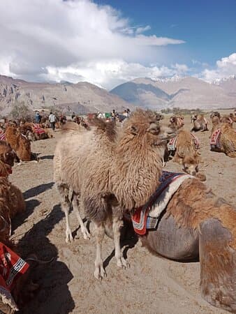 Nubra Valley