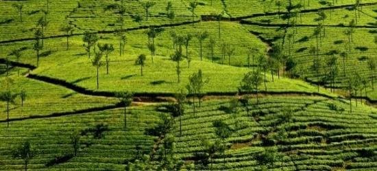 Tea Gardens