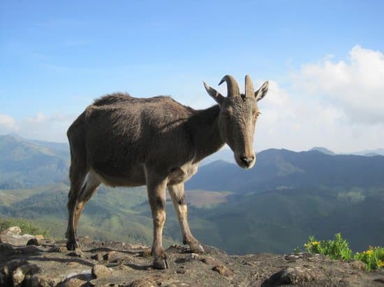 Rajamalai (Eravikulam) National Park